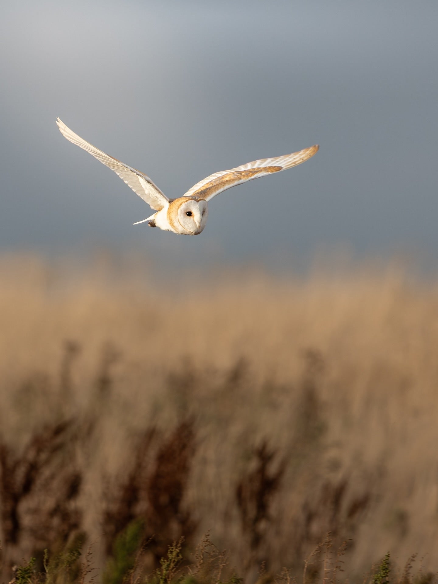 Barn Owl Flying Wall Art Digital Download