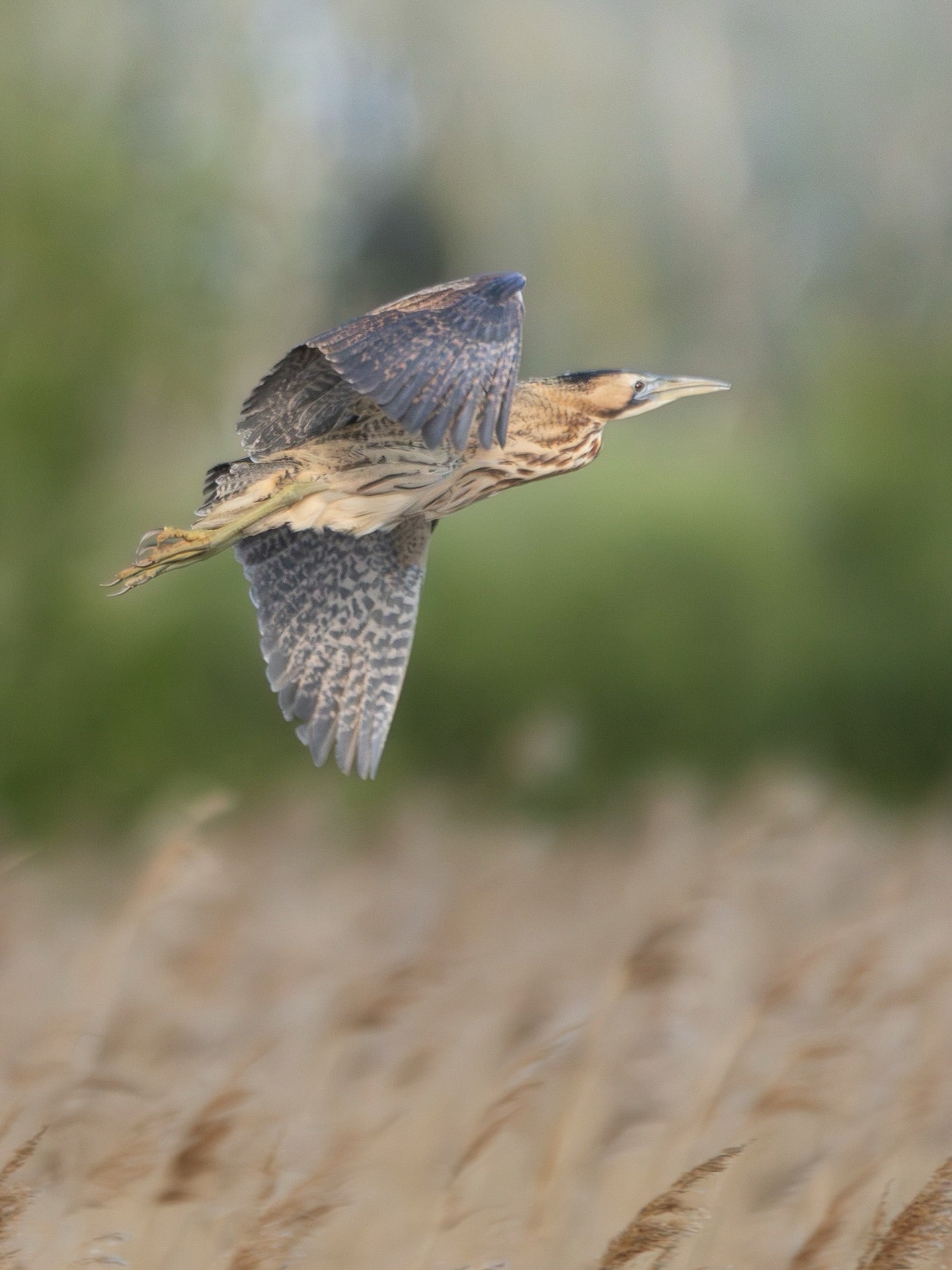 Purple Heron in Flight Wall Art Digital Download