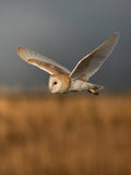 Barn Owl in Flight Wall Art Digital Download