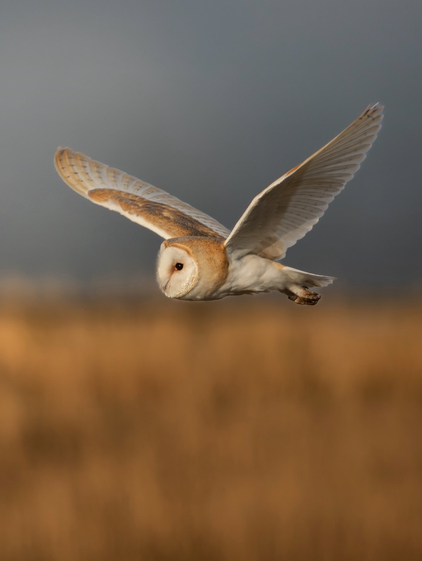 Barn Owl in Flight Wall Art Digital Download