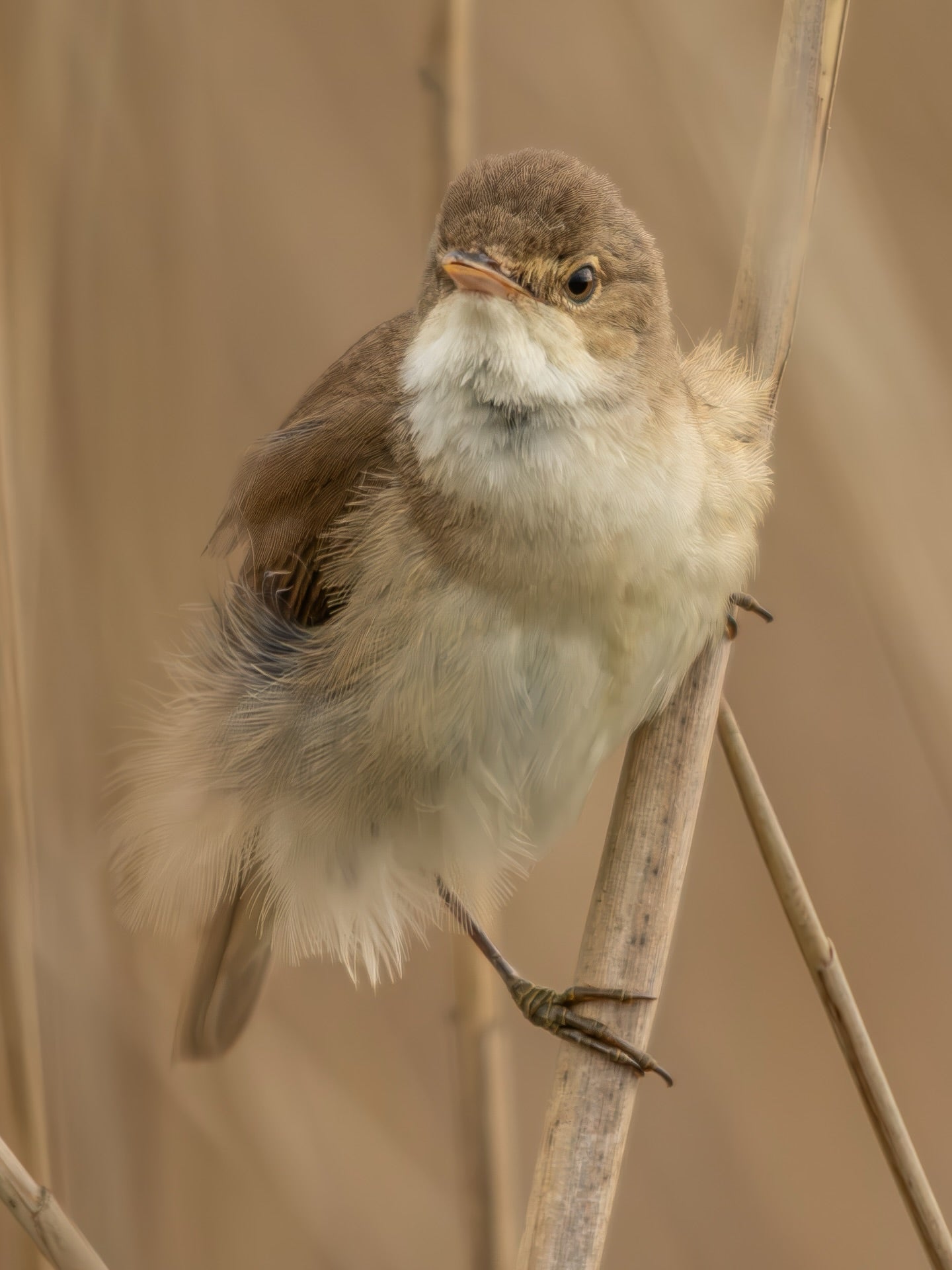 Soft Brown Songbird Wall Art Digital Download