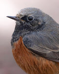 Robin Bird Portrait Wall Art Digital Download