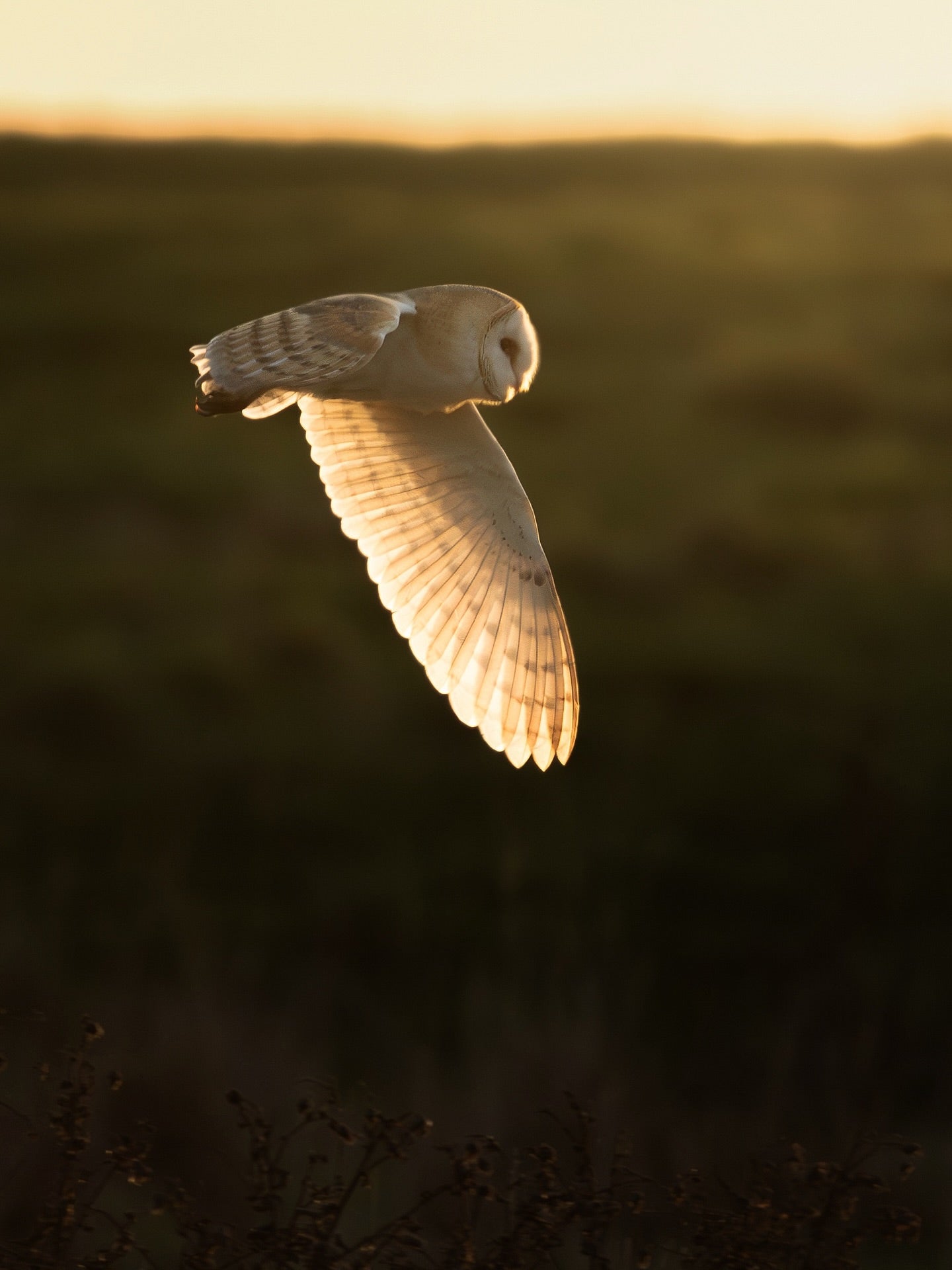 Barn Owl Sunset Wall Art Digital Download