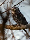 Little Owl Wall Art Digital Download