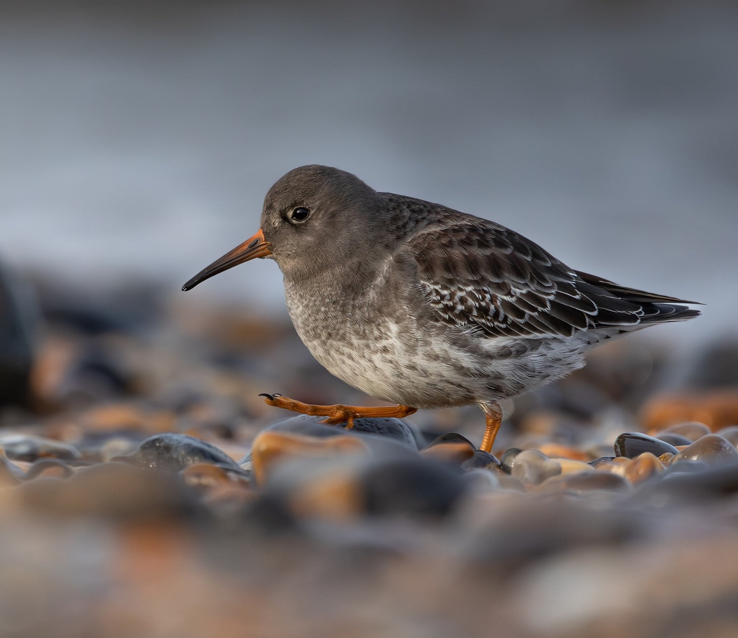 Coastal Shorebird Wall Art Digital Download