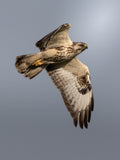 Majestic Hawk in Flight Wall Art Digital Download