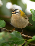 Tiny Goldcrest Bird Wall Art Digital Download