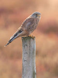 Perched Kestrel Wall Art Digital Download