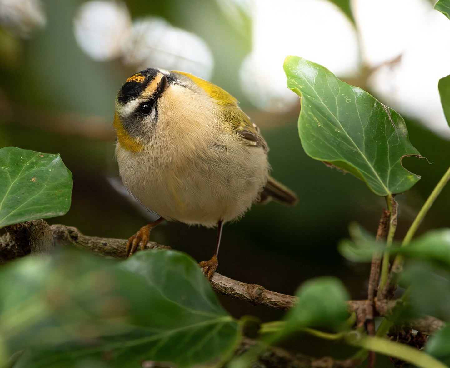 Tiny Woodland Bird Wall Art Digital Download