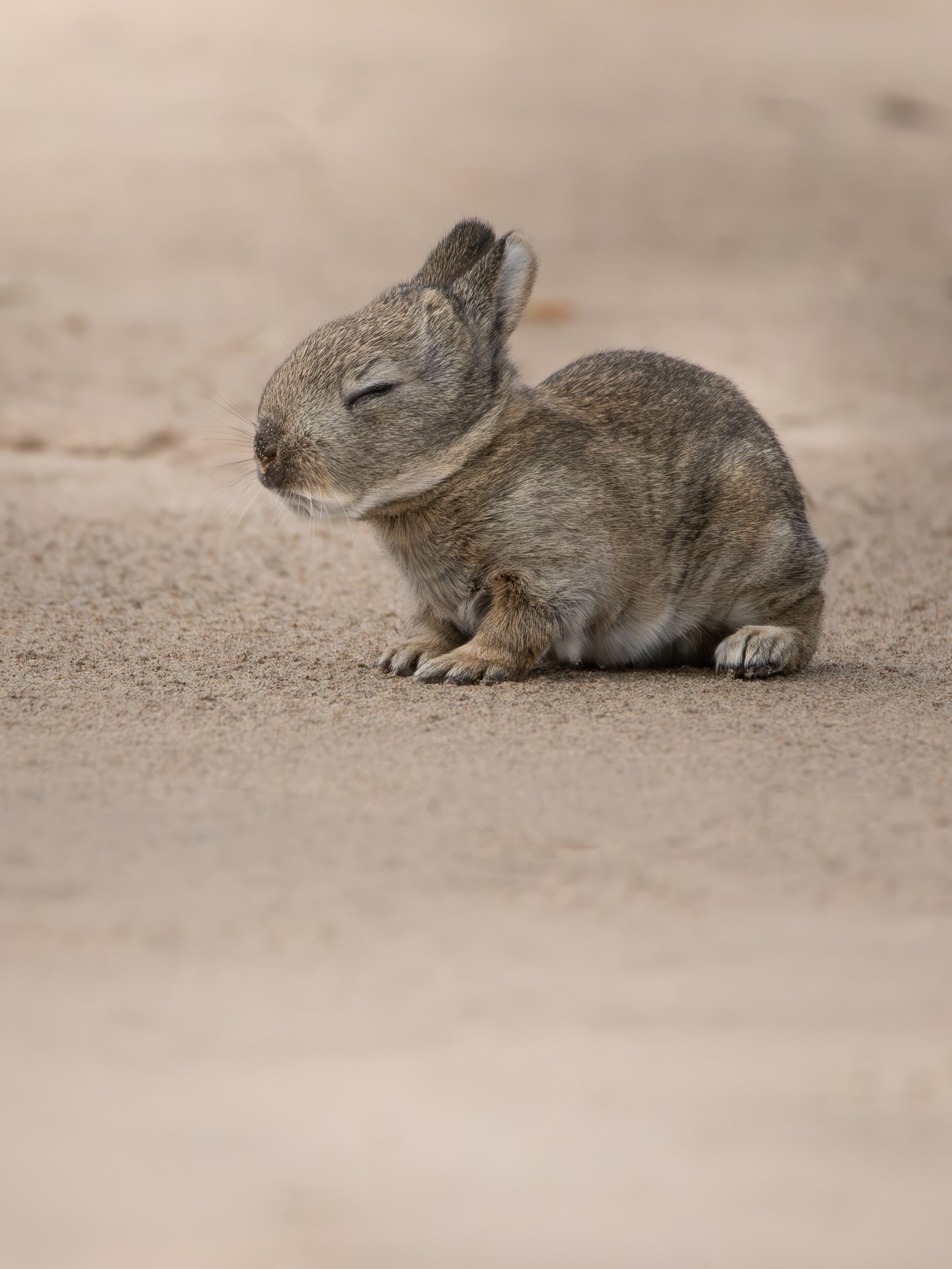 Sleeping Baby Rabbit Wall Art Digital Download