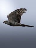 Bird of Prey Wall Art Digital Download