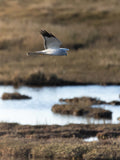 White Marsh Harrier Wall Art Digital Download
