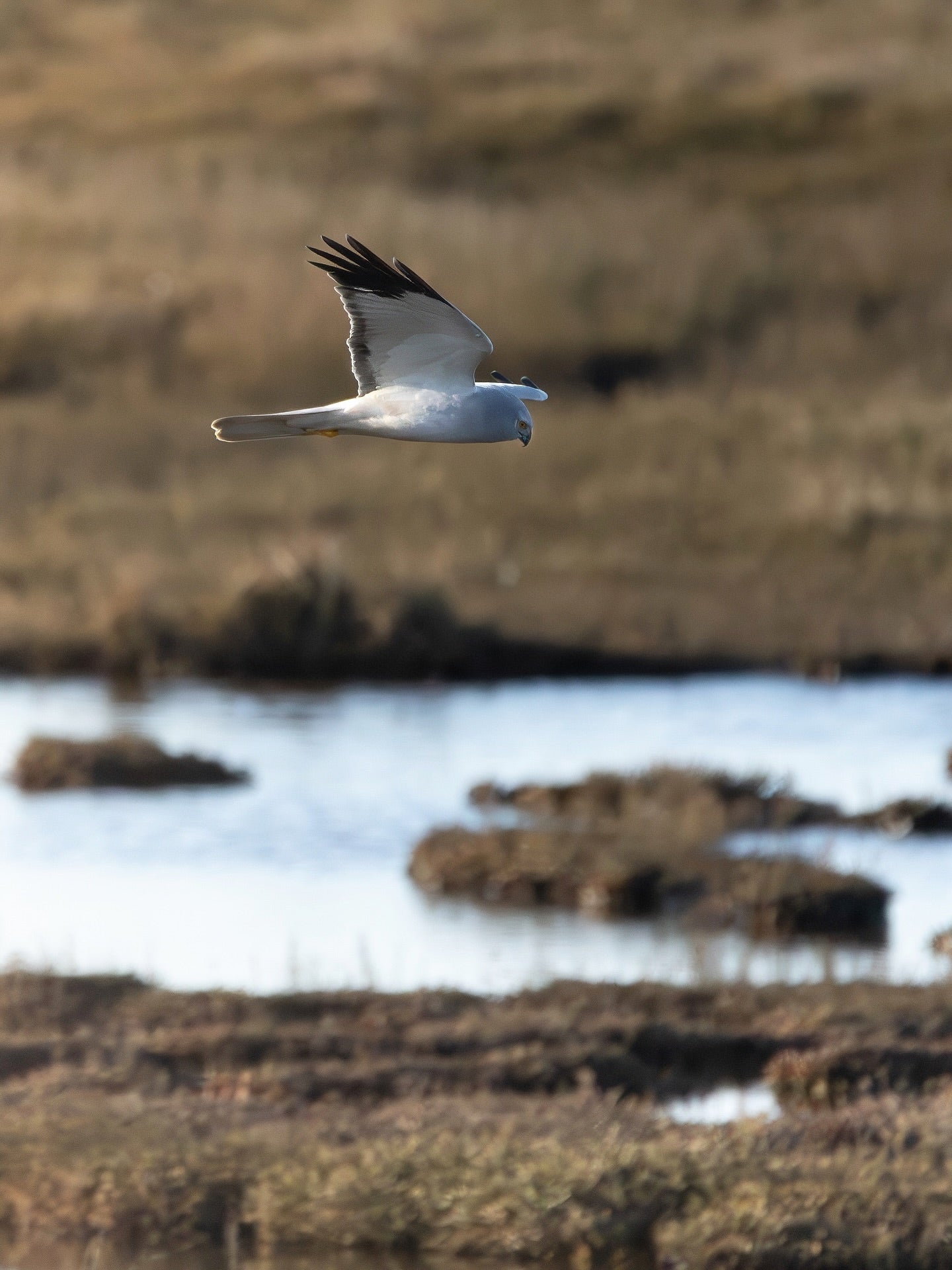 White Marsh Harrier Wall Art Digital Download
