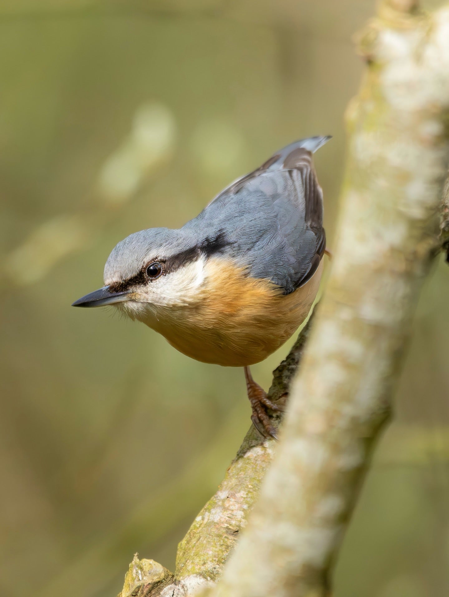 Woodland Songbird Wall Art Digital Download
