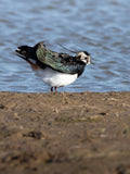 Northern Lapwing Bird Photography Digital Download