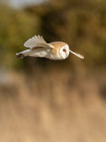Barn Owl in Flight Wall Art Digital Download