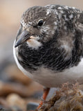Coastal Shorebird Wall Art Digital Download