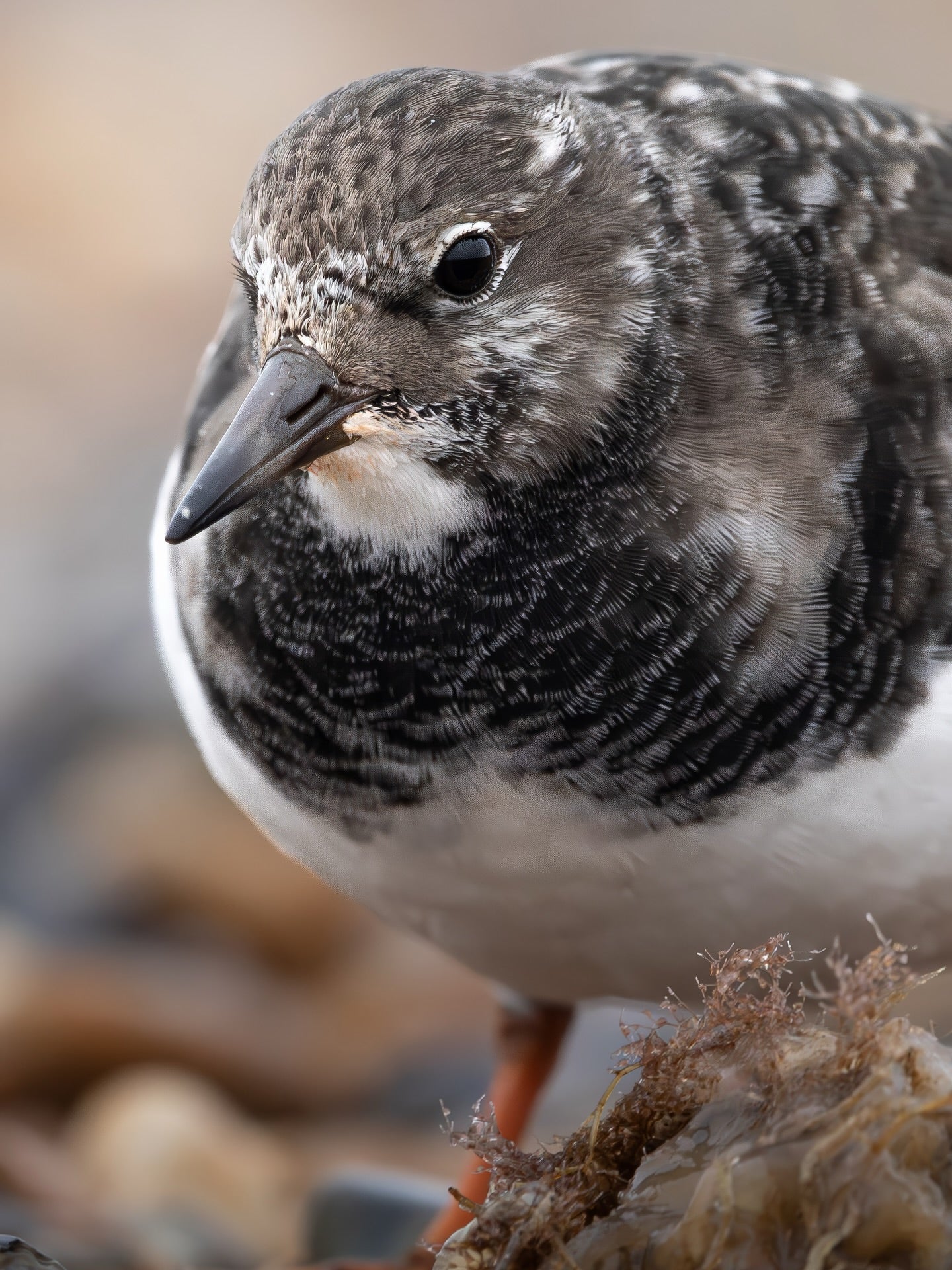 Coastal Shorebird Wall Art Digital Download