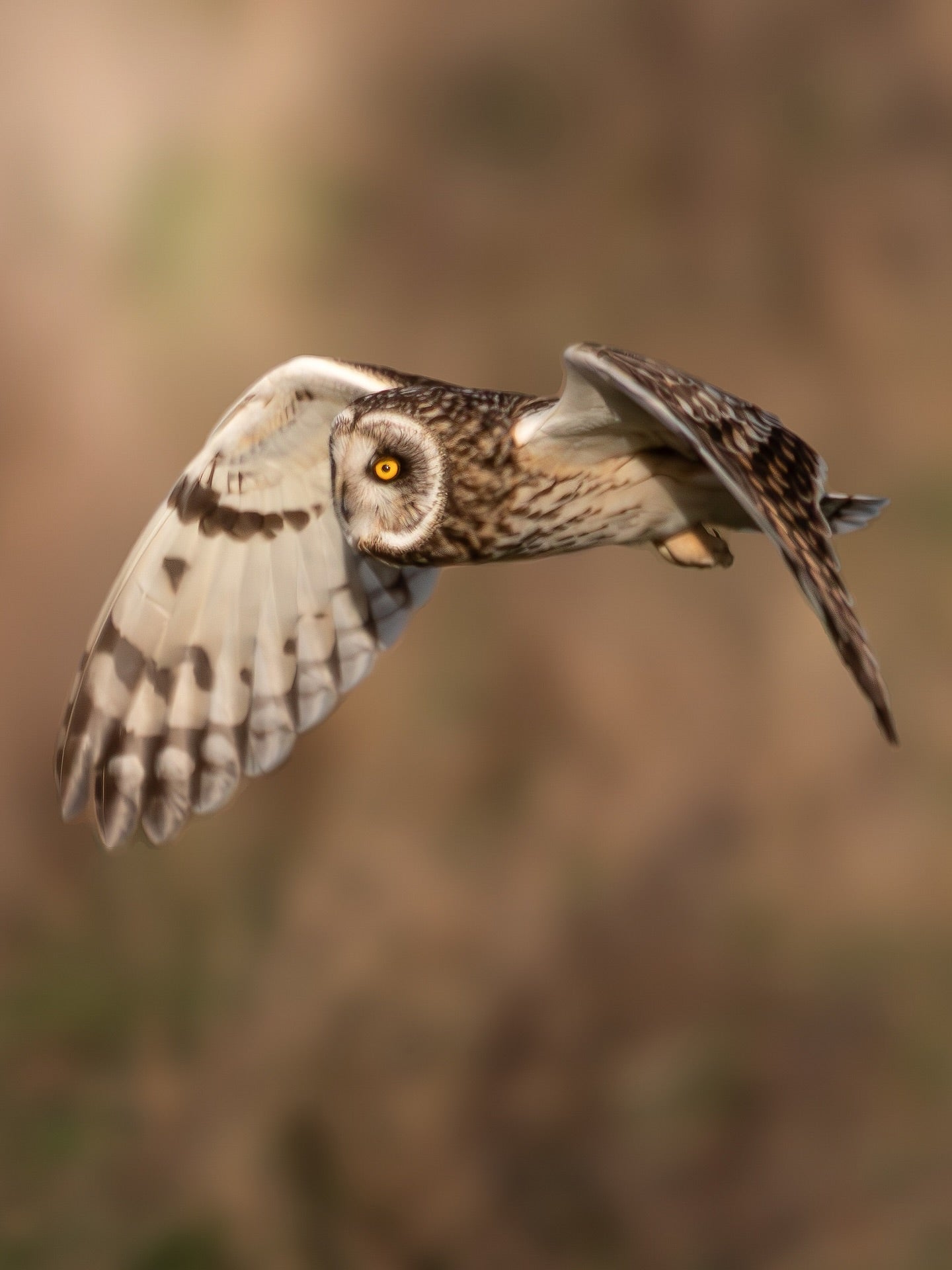 Flying Owl Wall Art Digital Download