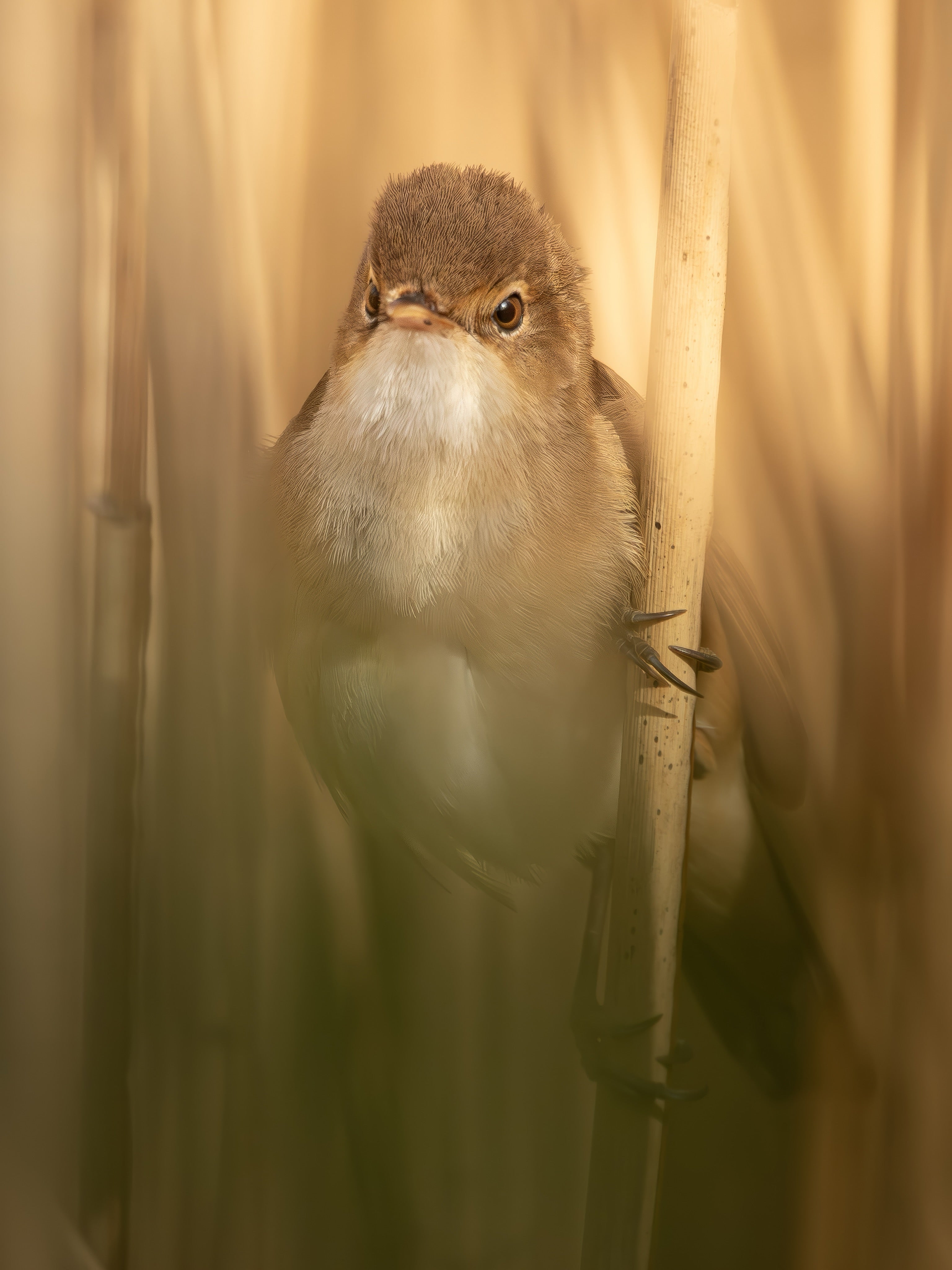 Cute Reed Warbler Bird Photography Digital Download